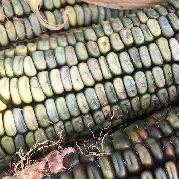 Oaxan Heirloom Corn Preparation