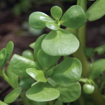 Purslane