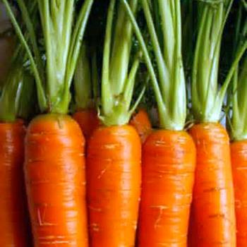 Carrot Ginger Soup