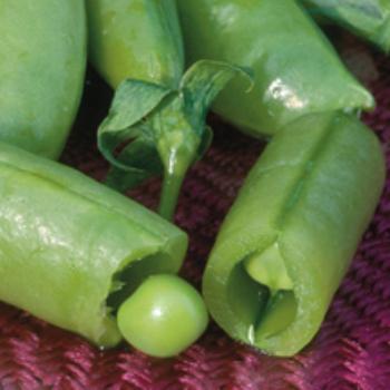 Sugar Snap Peas